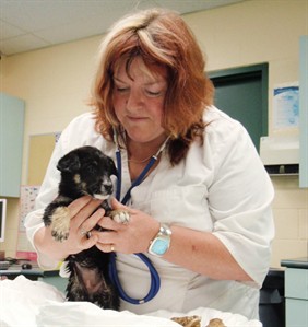 Puppy pulled from the garbage in Winnipeg doing well and attracting attention | iNFOnews.ca Puppy pulled from the garbage in Winnipeg doing well and attracting attention | iNFOnews.ca