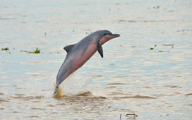 Conservationists: Bisons revive, freshwater dolphins dwindle | iNFOnews.ca CP1944871461
