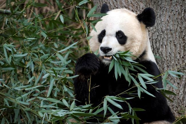 Oh baby! DC zoo officials hoping to get panda pregnant | iNFOnews.ca