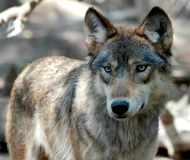 House passes bill to drop legal protections for grey wolves | iNFOnews.ca