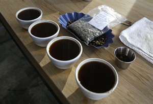 DNA spills beans on what makes coffee tick: Caffeine was genetic accident, study finds | iNFOnews.ca CP29753724