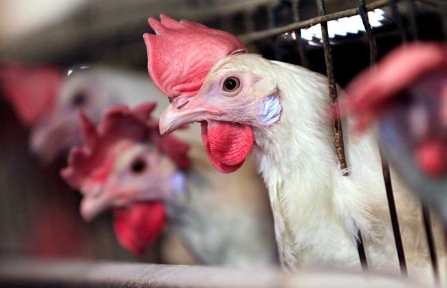 US, South African farmers cry fowl over Trump metal tariffs | iNFOnews.ca US, South African farmers cry fowl over Trump metal tariffs | iNFOnews.ca