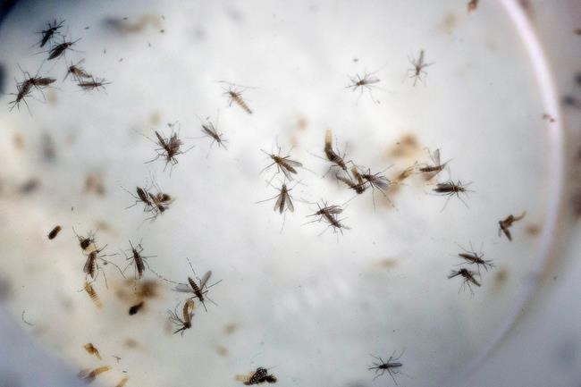 UN: Risk of Zika outbreak across Europe is "low to moderate" | iNFOnews.ca