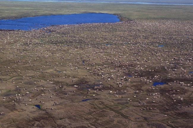 Alaska lawmaker sees financial boon in refuge drilling | iNFOnews.ca Alaska lawmaker sees financial boon in refuge drilling | iNFOnews.ca