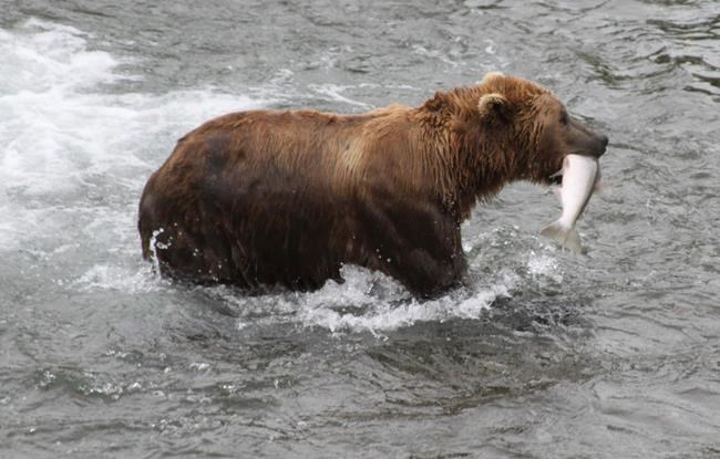 Interior moves to lift restrictions on hunting bears, wolves | iNFOnews.ca