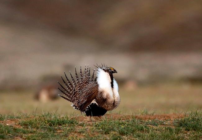 Idaho wary of Obama 'leftovers' working on sage grouse plan | iNFOnews.ca Idaho wary of Obama 'leftovers' working on sage grouse plan | iNFOnews.ca