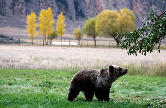 Correction: Hunting Grizzlies story | iNFOnews.ca
