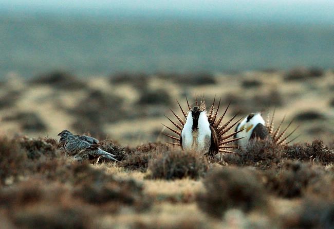 Forest Service proposes changes to sage grouse protections | iNFOnews.ca Forest Service proposes changes to sage grouse protections | iNFOnews.ca