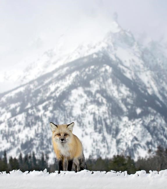 Grand Teton National Park tries to understand crafty foxes | iNFOnews.ca
