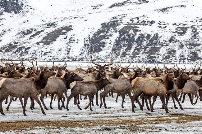 Elk fed amid concern about spread of chronic wasting disease | iNFOnews.ca Elk fed amid concern about spread of chronic wasting disease | iNFOnews.ca