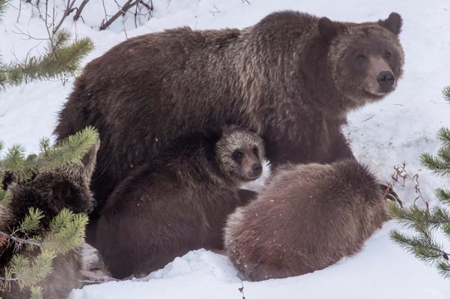 No charges after Wyoming grizzly feeding investigation | iNFOnews.ca No charges after Wyoming grizzly feeding investigation | iNFOnews.ca