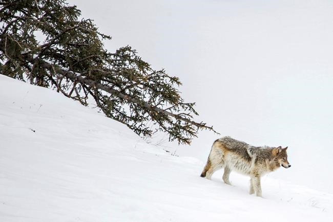 Yellowstone park hazes wolves that get used to people | iNFOnews.ca