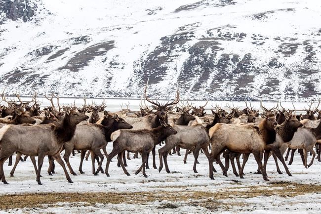 Environmentalists: Plan to reduce elk feeding is overdue | iNFOnews.ca
