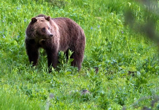 US to review end of protections for Yellowstone grizzlies | iNFOnews.ca US to review end of protections for Yellowstone grizzlies | iNFOnews.ca