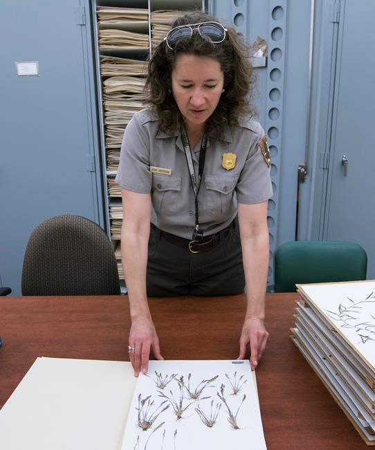 Yellowstone's hidden secret: Rare plant only grows in park | iNFOnews.ca
