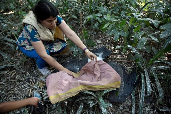 Once-reviled scavenger bird now the pride of its Indian home | iNFOnews.ca Once-reviled scavenger bird now the pride of its Indian home | iNFOnews.ca