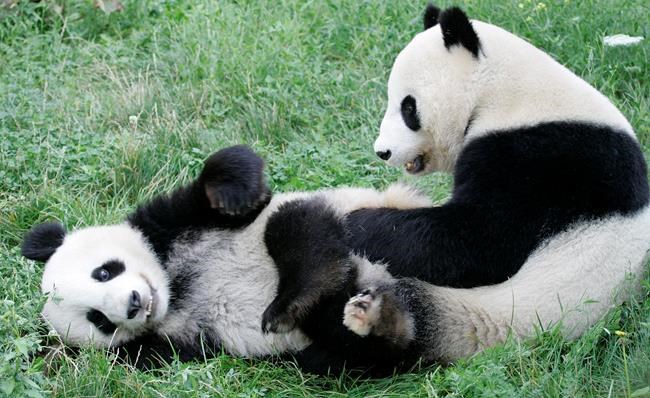 Chinese official hands over new panda to Vienna zoo | iNFOnews.ca