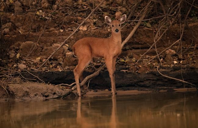 As Brazil's wetlands burned, government did little to help | iNFOnews.ca