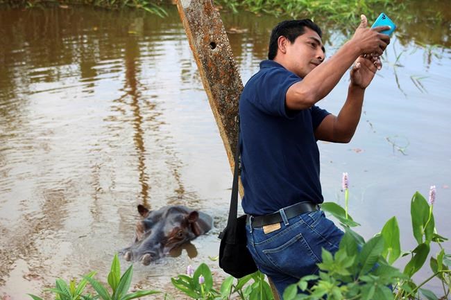 Hippo roaming loose for months in southern Mexico | iNFOnews.ca