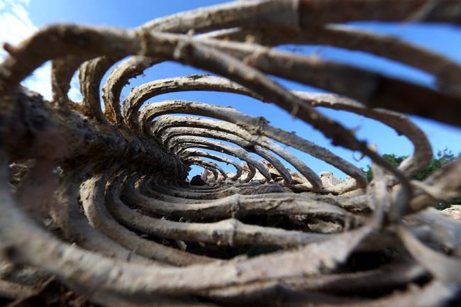 Myanmar burns ivory, skins to fight illegal wildlife trade | iNFOnews.ca Myanmar burns ivory, skins to fight illegal wildlife trade | iNFOnews.ca