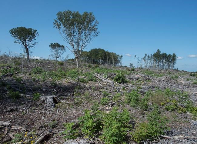 N.S. report calls for restrictions on clearcutting, 'ecological forestry' | iNFOnews.ca