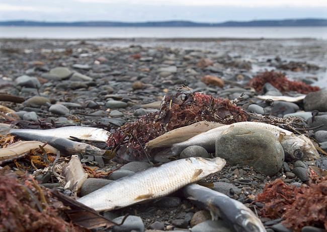 Most southwest Nova Scotia beaches now clear of dead herring: officials | iNFOnews.ca