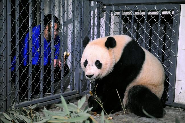 US-born panda Bao Bao lands in China after leaving DC zoo | iNFOnews.ca US-born panda Bao Bao lands in China after leaving DC zoo | iNFOnews.ca