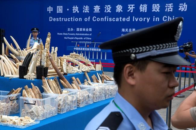 Watchdog says Chinese town is major ivory smuggling hub | iNFOnews.ca