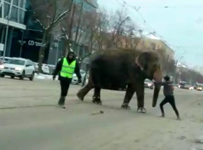 2 elephants escape from circus in Russian city | iNFOnews.ca