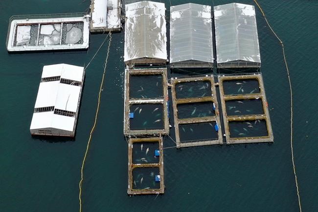 Russia plans to free almost 100 captured whales | iNFOnews.ca Russia plans to free almost 100 captured whales | iNFOnews.ca