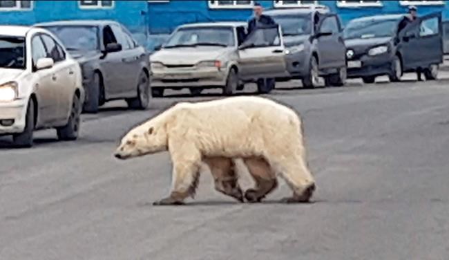 Polar bear spotted in Russian city, far from normal habitat | iNFOnews.ca