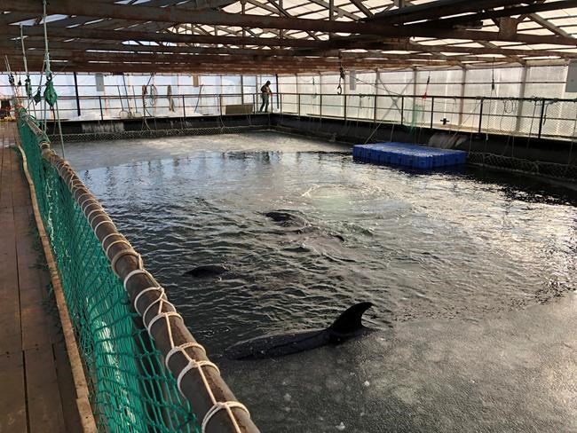 Russian activists raise alarm about captured whales | iNFOnews.ca