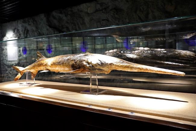 China mourns native paddlefish scientists say is now extinct | iNFOnews.ca