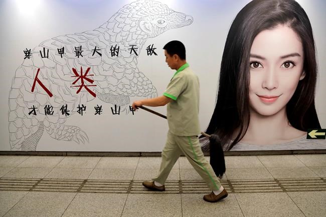 A ranger, poacher and investigator explain pangolin trade | iNFOnews.ca