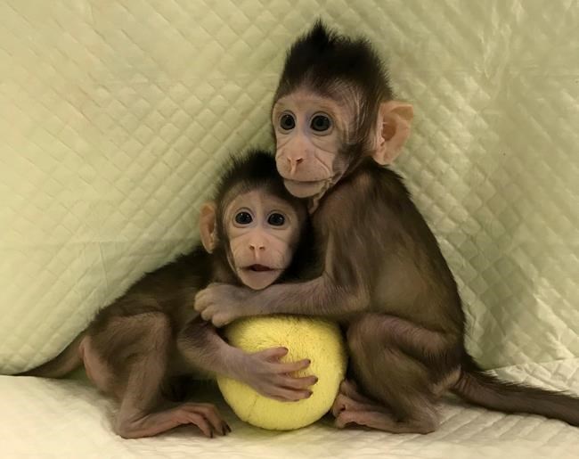 Scientists successfully clone monkeys; are humans up next? | iNFOnews.ca