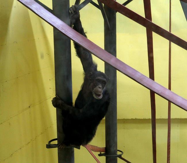 Skopje zoo's chimp returns after recovering from depression | iNFOnews.ca Skopje zoo's chimp returns after recovering from depression | iNFOnews.ca
