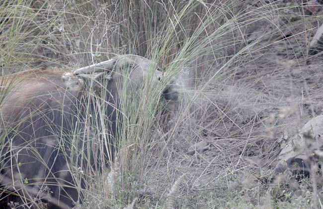 Erupting Philippine volcano still swelling with magma below | iNFOnews.ca
