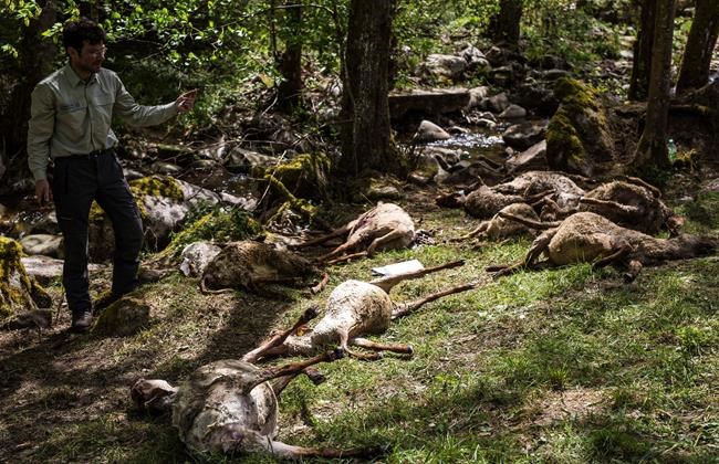 Wolf attack kills more than 40 sheep in Germany | iNFOnews.ca Wolf attack kills more than 40 sheep in Germany | iNFOnews.ca