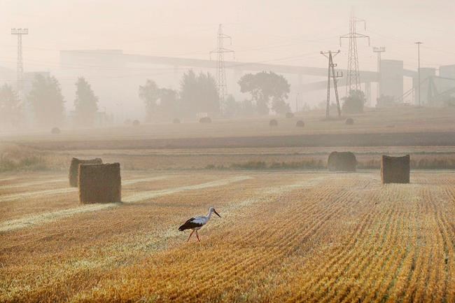 White storks leave Polish nests early after hot, dry summer | iNFOnews.ca