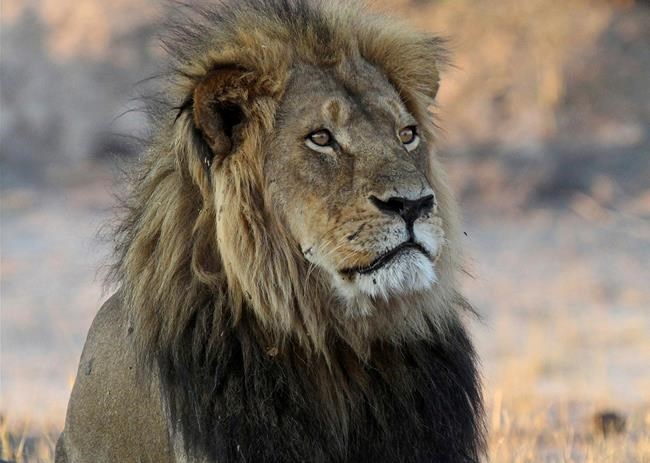 Killing of Cecil's son highlights peril facing African lions | iNFOnews.ca