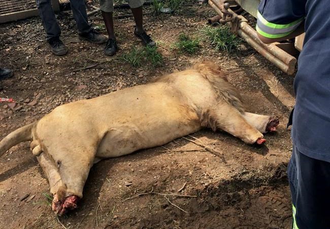 3 lions decapitated in South Africa, likely for medicine | iNFOnews.ca