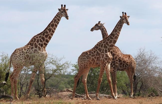 Giraffes move closer to endangered species protection | iNFOnews.ca