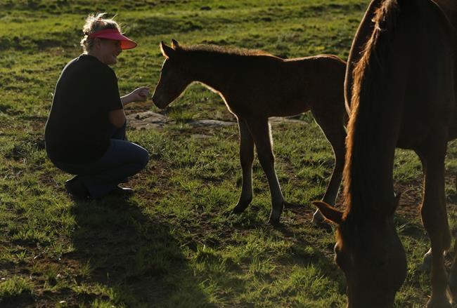 Wild horses a draw in South African mining village | iNFOnews.ca
