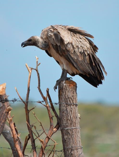A new concern for African vultures: bullet lead in carrion | iNFOnews.ca