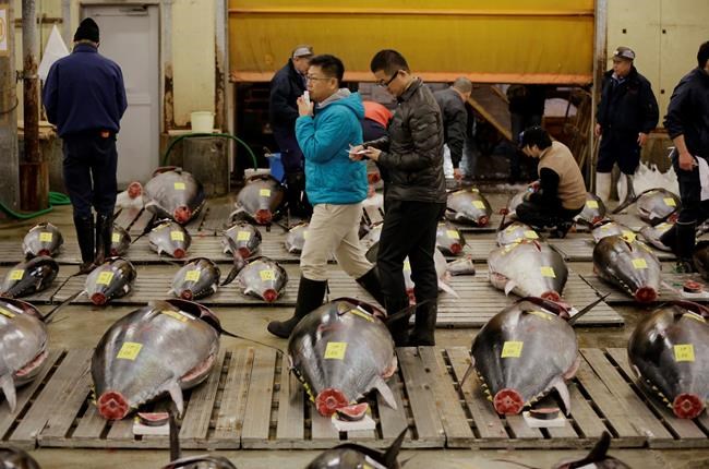 Bluefin tuna goes for $632,000 in 1st Tsukiji auction of '17 | iNFOnews.ca