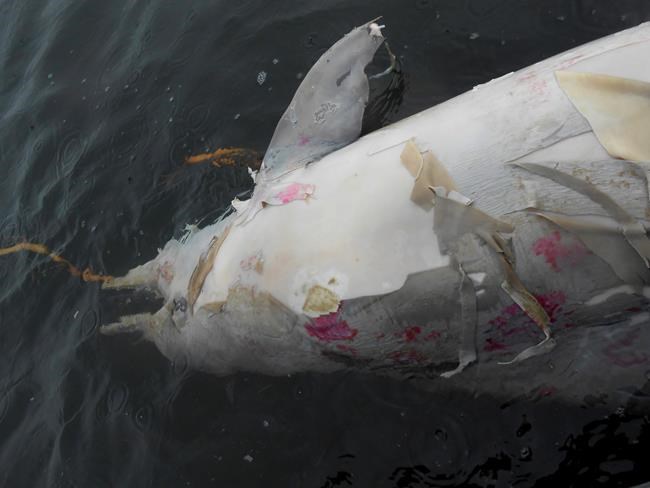 Brazilian environmentalists studying deaths of dolphins | iNFOnews.ca