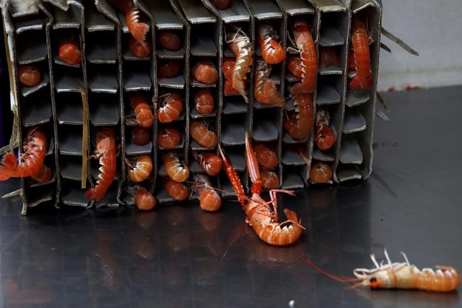 Promises of Brexit bonanza look fishy for seafood industry | iNFOnews.ca Promises of Brexit bonanza look fishy for seafood industry | iNFOnews.ca