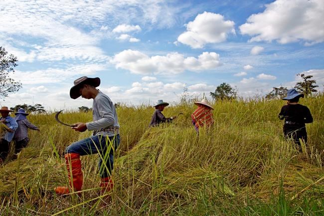 Thai junta fines ex-PM for last rice subsidy, funds another | iNFOnews.ca