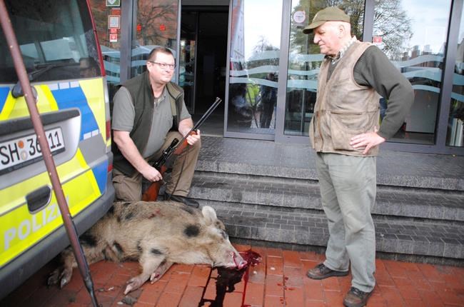 Wild boars rampage through German town, injure at least 4 | iNFOnews.ca Wild boars rampage through German town, injure at least 4 | iNFOnews.ca