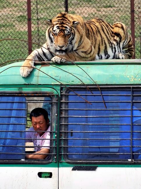 China reverses ban on trade in tiger, rhino products | iNFOnews.ca